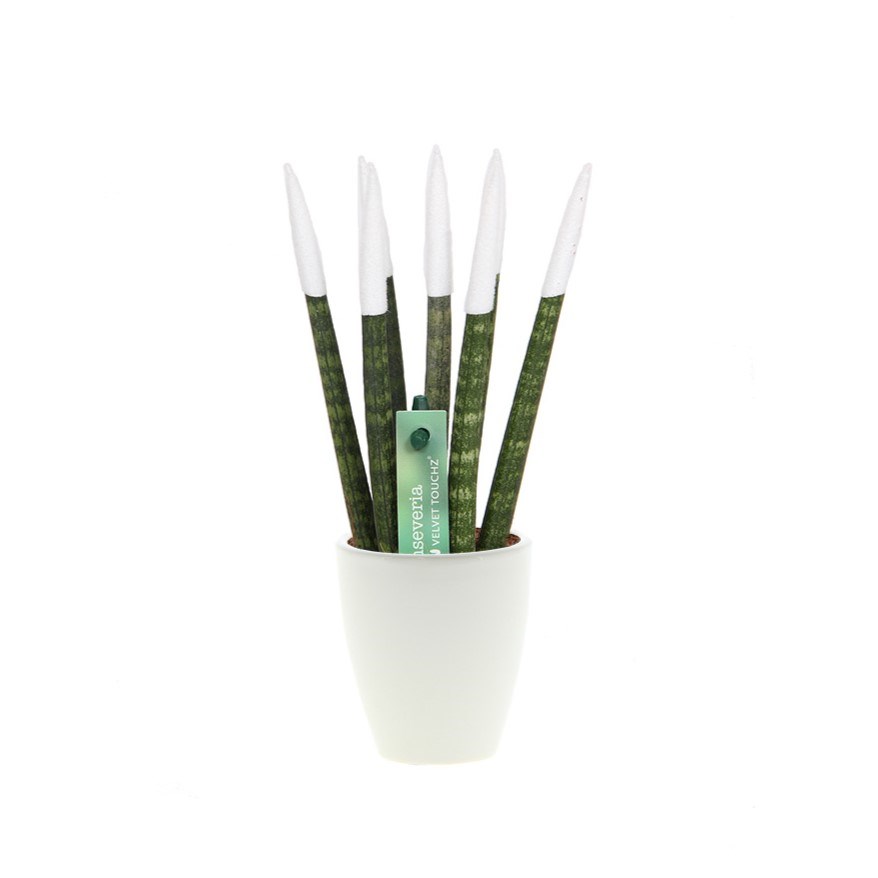 Sansevieria TOP-line - Velvet Touchz® small, Ohne Verpackung, Weiß