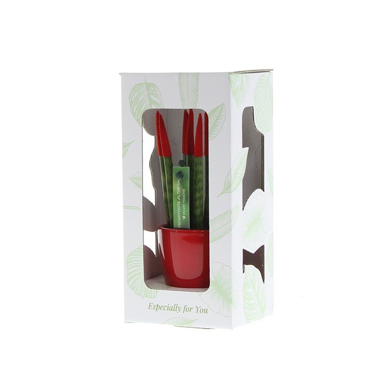 Sansevieria TOP-line - Velvet Touchz® small, Ohne Verpackung, Weiß